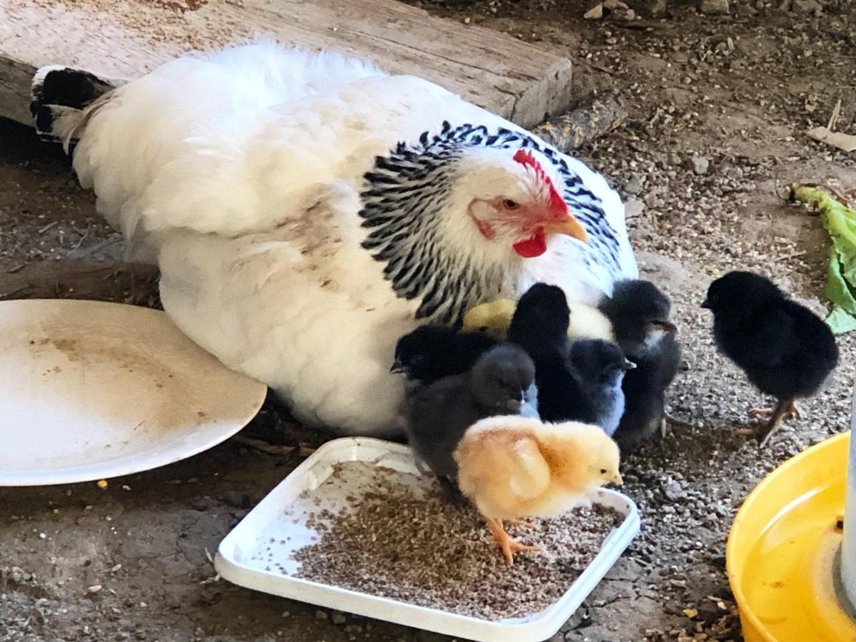 Gite A La Ferme De Verdurette Cordes Sur Ciel Exteriör bild